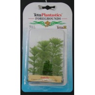 Ambulia Foreground Plant 5 Cm