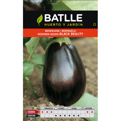 Black Beauty Round Eggplant for Gardening