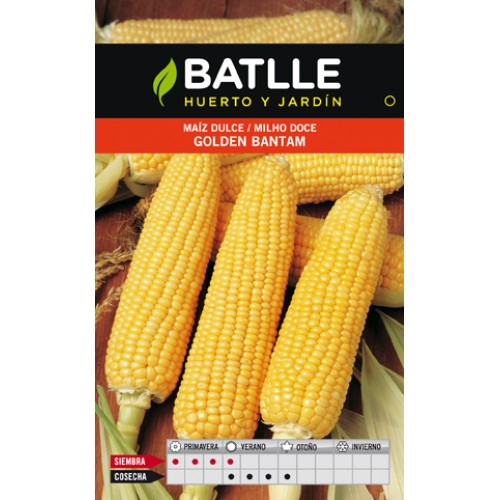 Golden Bantam Sweet Corn for Cultivation