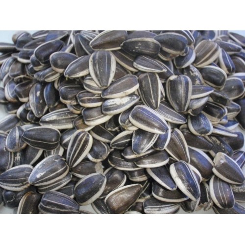 Sunflower Seeds USA 10kg