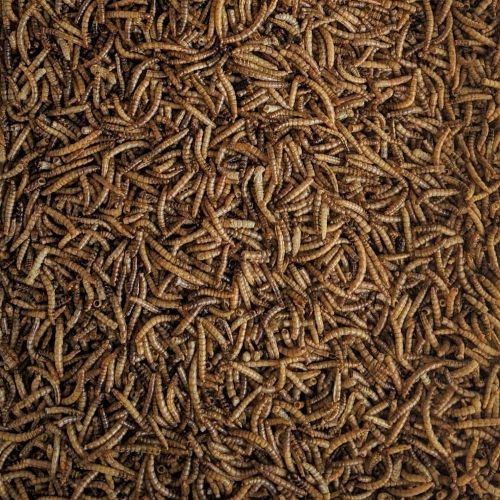 Mealworms (Tenebrio) 5 Kg