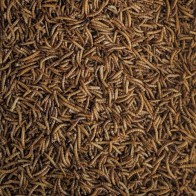 Mealworms (Tenebrio) 5 Kg